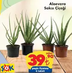 ALOEVERA SAKSI ÇİÇEĞİ ALOEVERA SAKSI ÇİÇEĞİ